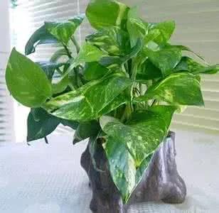室內(nèi)裝修